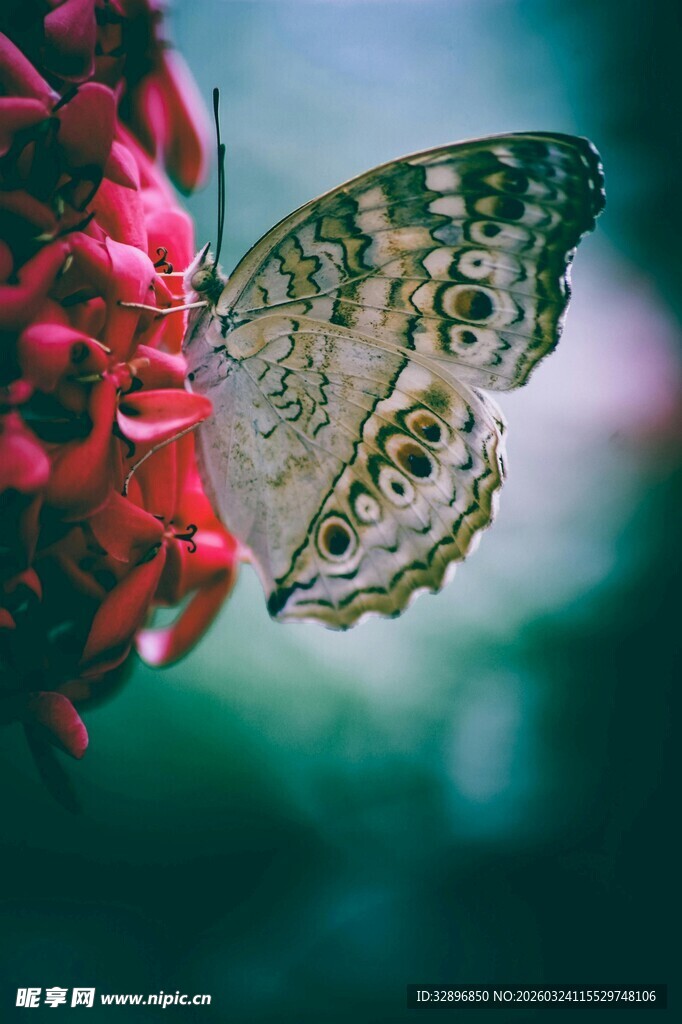 蝴蝶停驻于娇艳花朵上