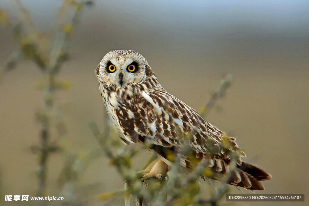 站在枝头的短耳鸮