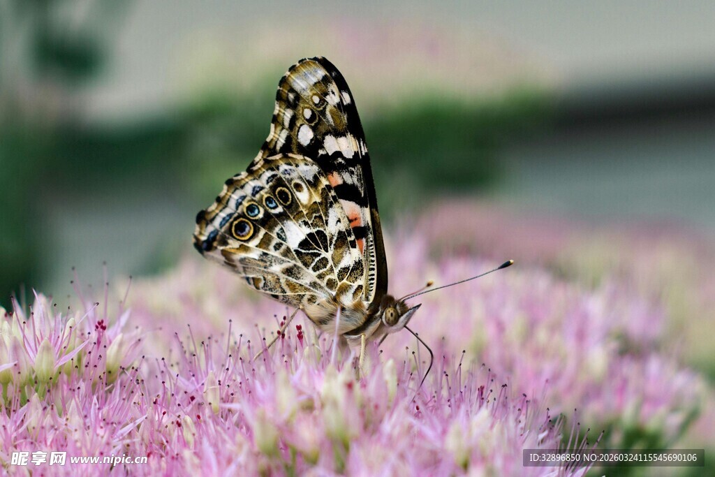 蝴蝶停驻于粉紫色花朵上