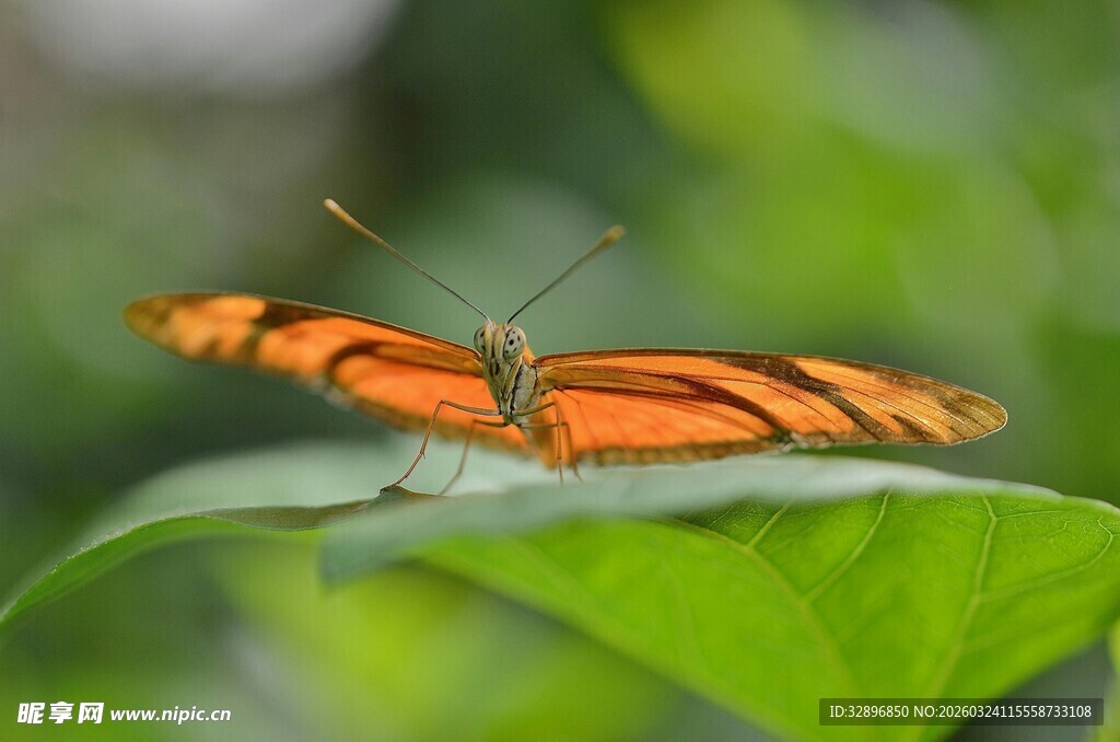 橙纹蝴蝶停驻绿叶间