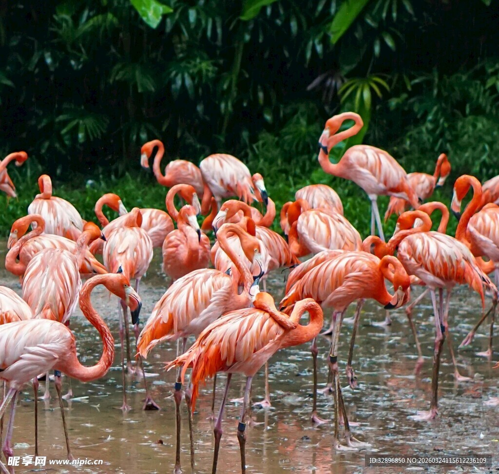湿地中的火烈鸟群