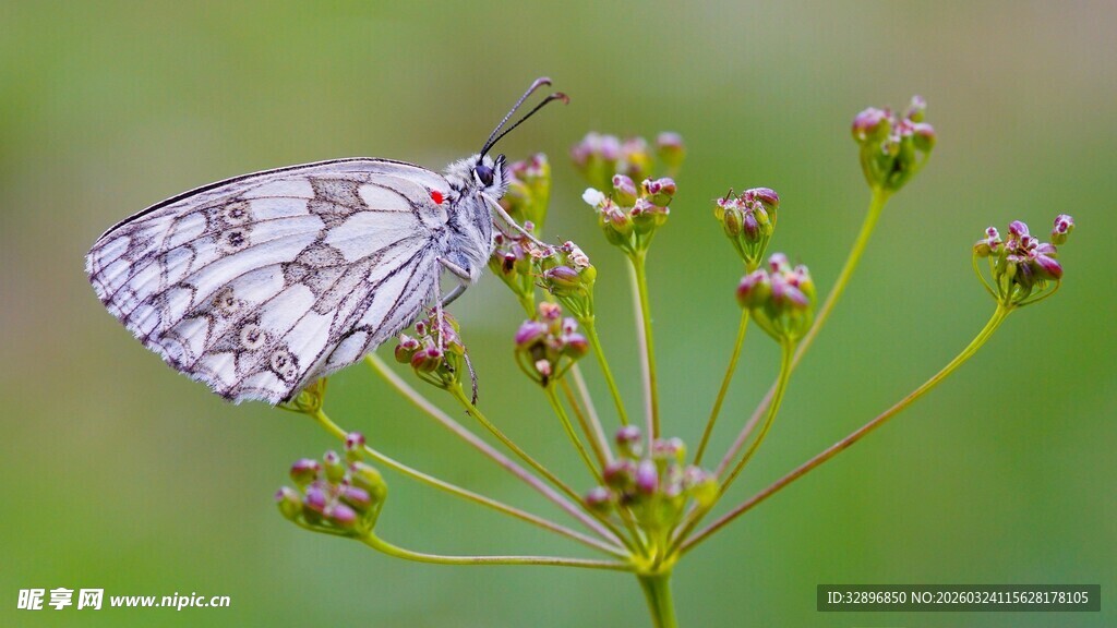 白蝶停驻绿植上