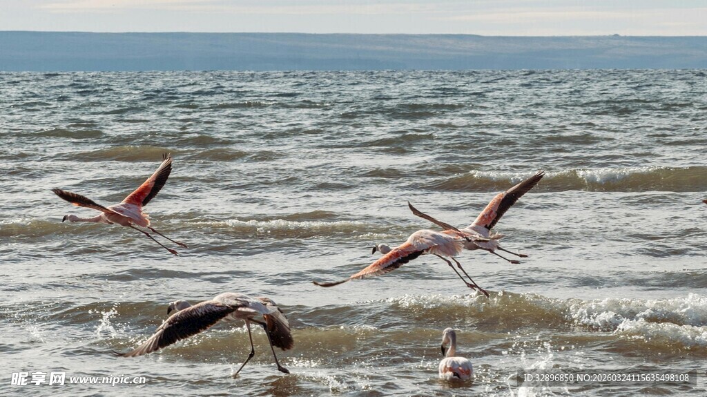 海面上飞翔的多彩鸟儿