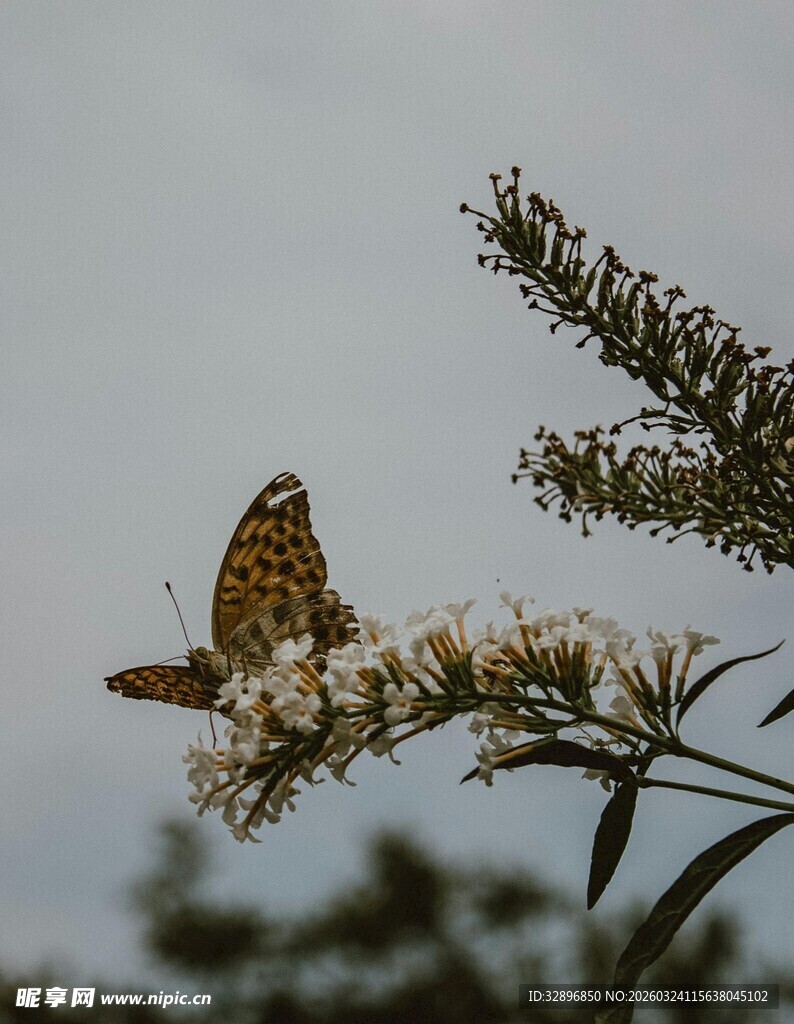 蝴蝶停留在花枝上