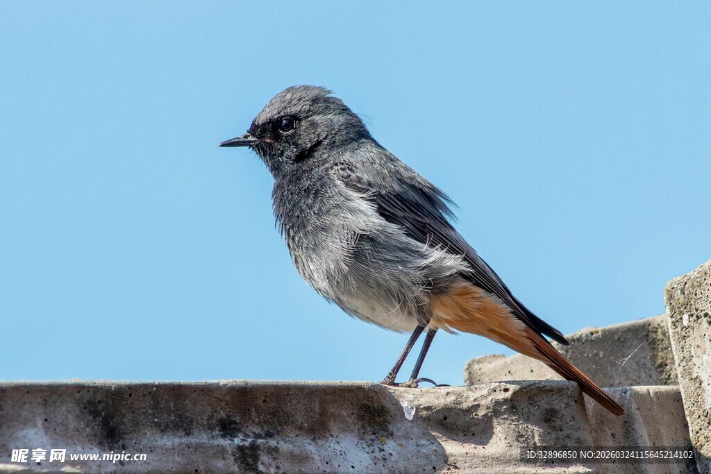 灰羽小鸟立于石上