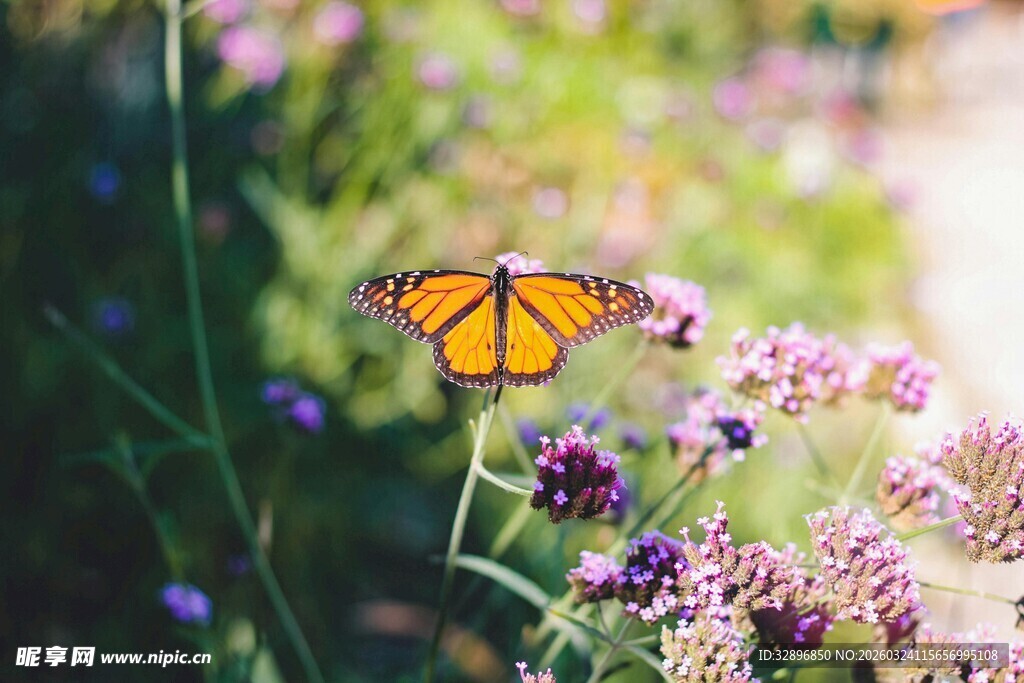 蝴蝶栖于紫色花丛中
