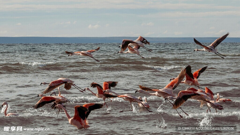 火烈鸟于海面展翅飞翔