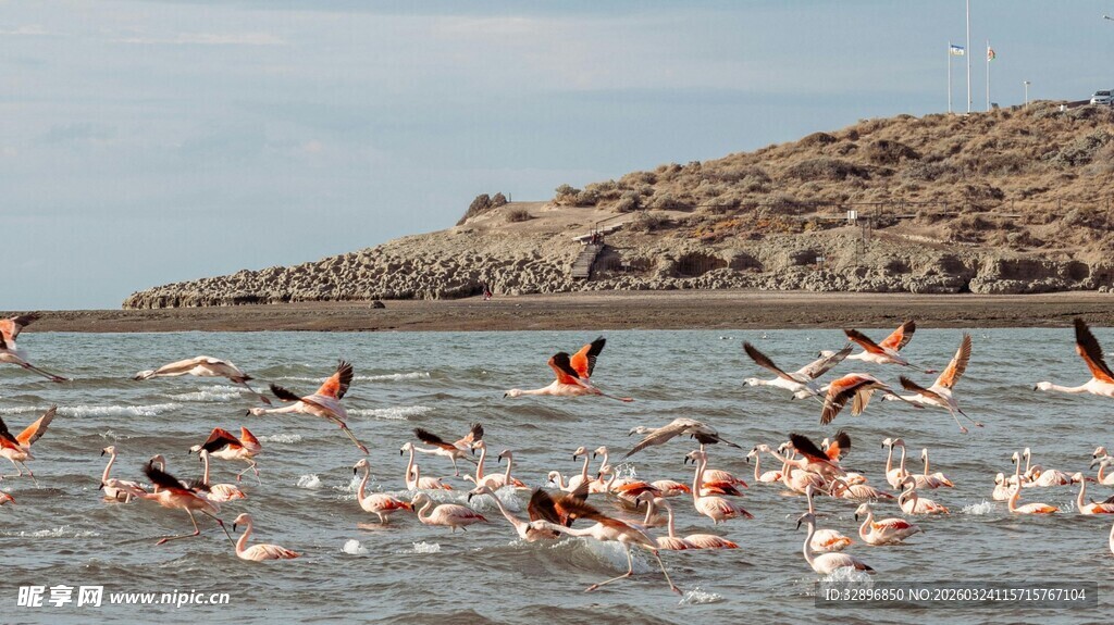 湖面上飞翔的众多火烈鸟