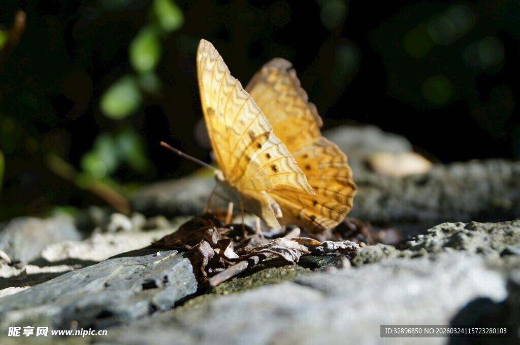 黄蝶停驻于石上