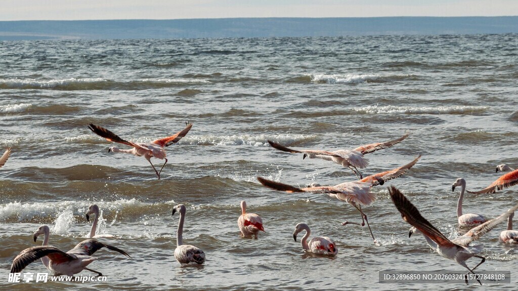 海边群聚的火烈鸟