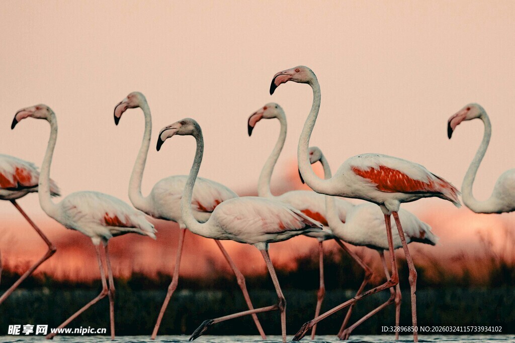 粉色火烈鸟群优雅伫立