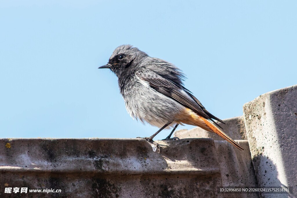 站在墙边的灰羽橙尾小鸟
