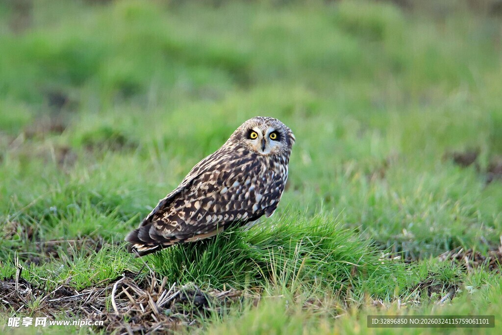 草地上的猫头鹰