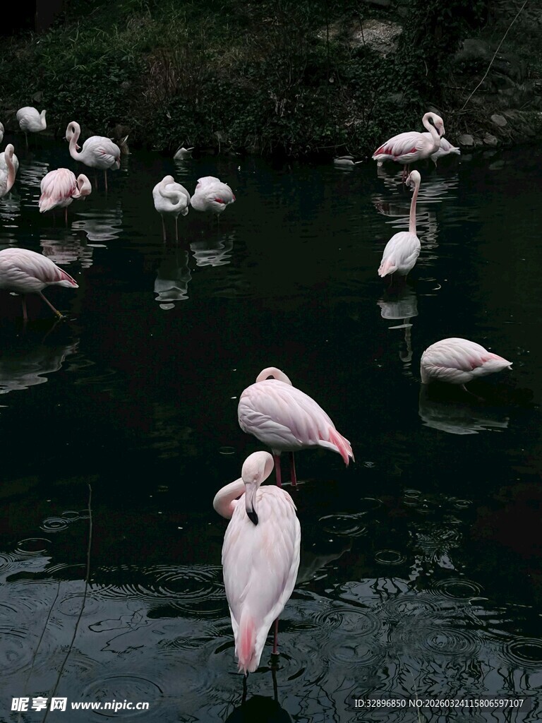 水中优雅的粉色火烈鸟群