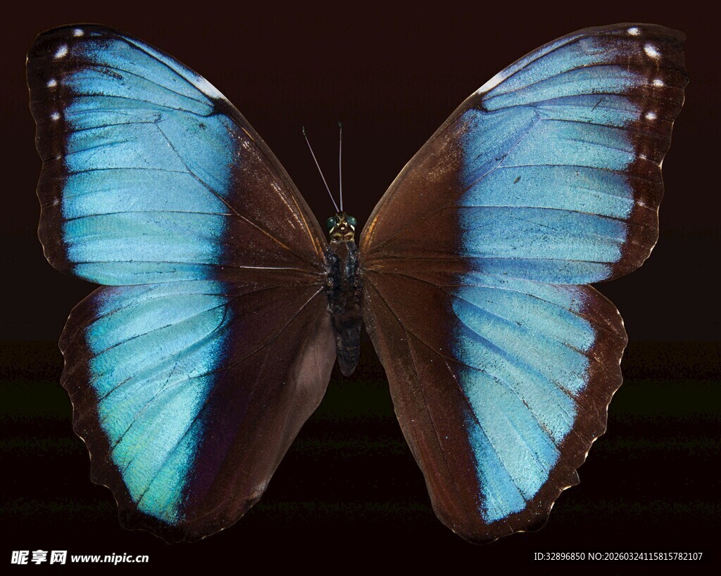 蓝羽蝴蝶特写
