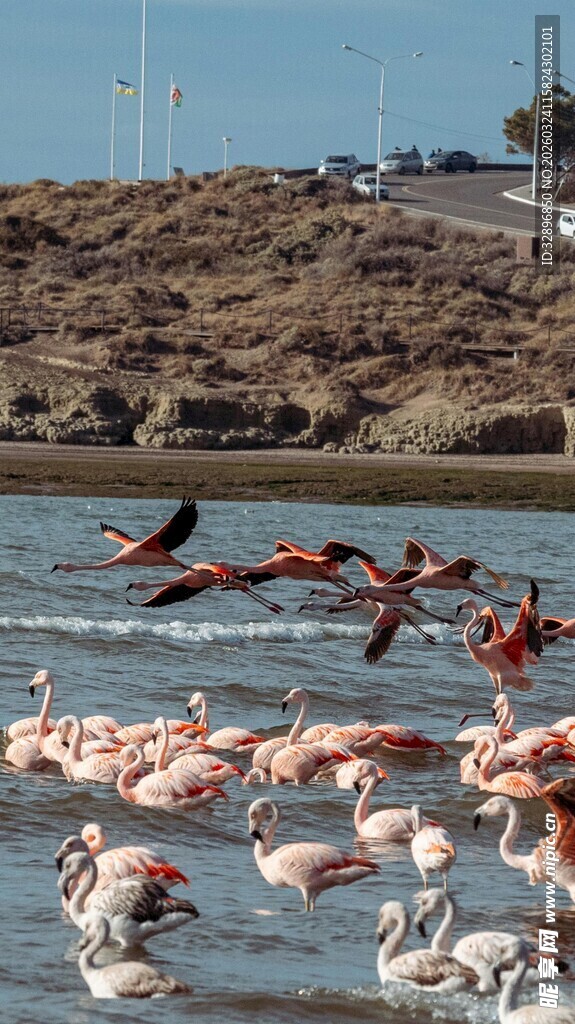 飞翔的火烈鸟于水域之上