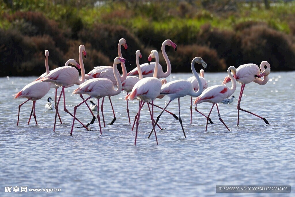 浅滩上的火烈鸟群