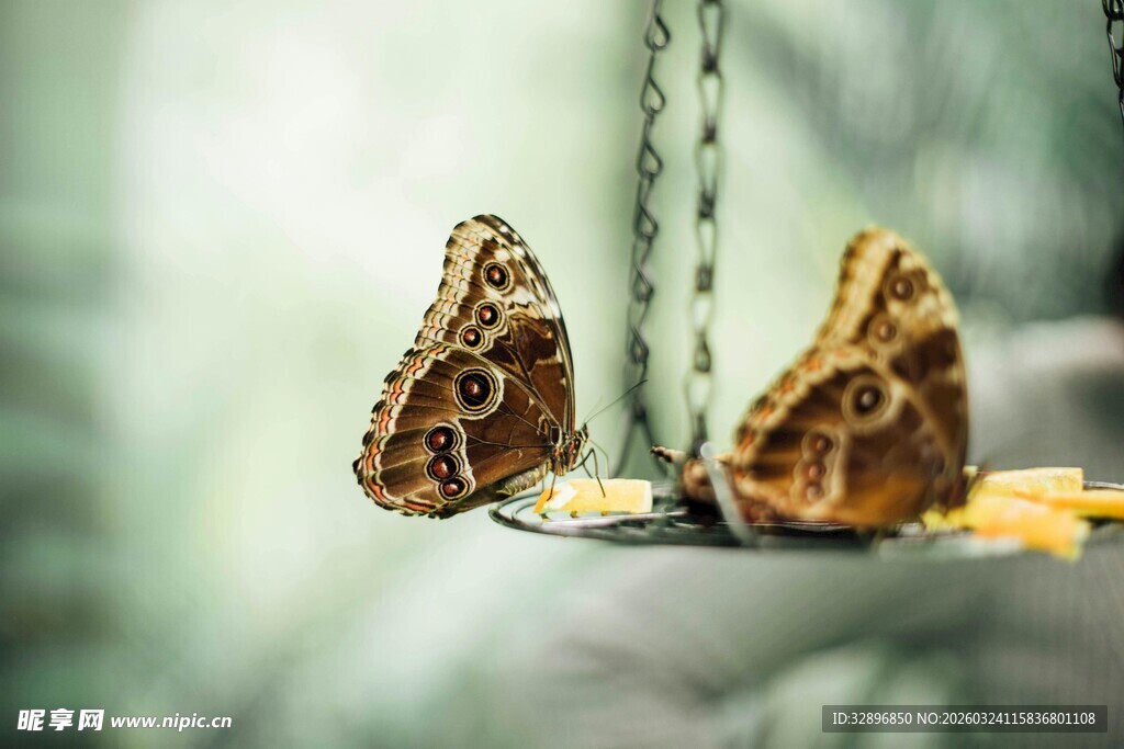 天平上的两块奇特物体