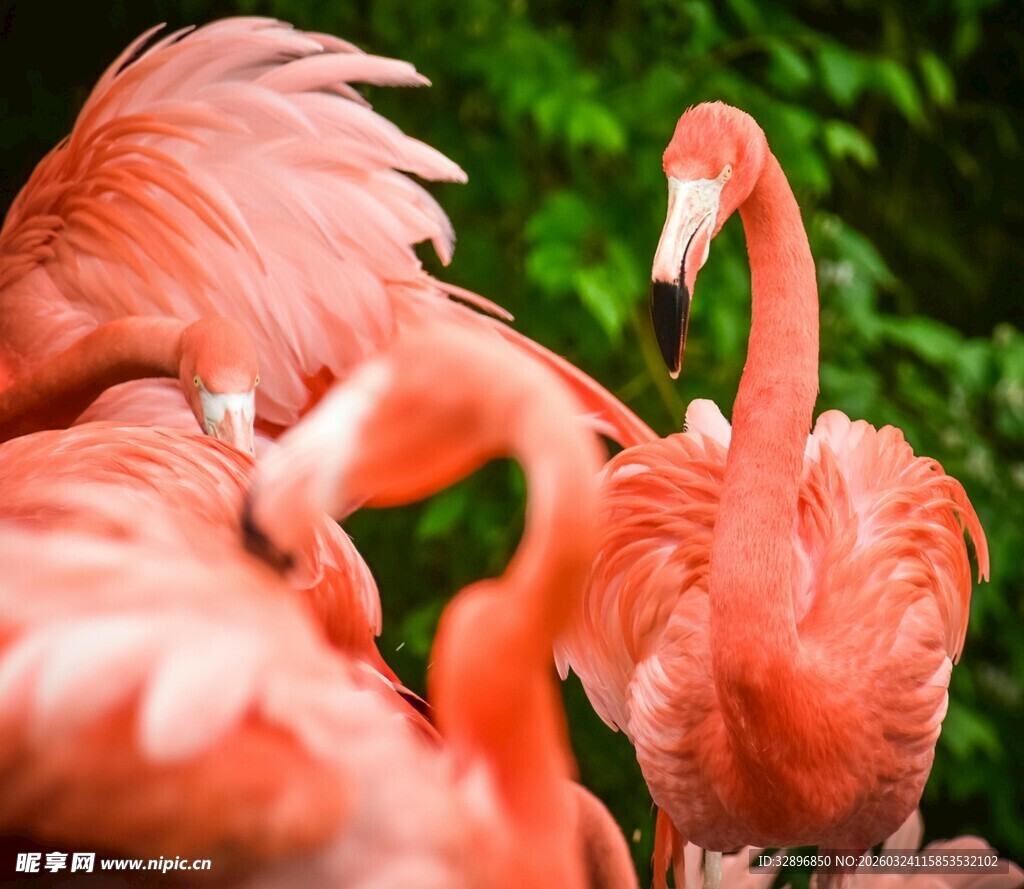 一群优雅的粉红色火烈鸟