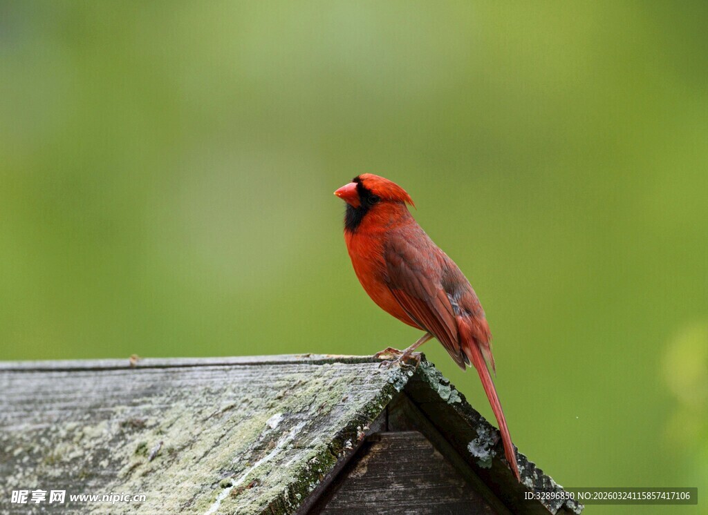 红衣主教鸟立于屋顶