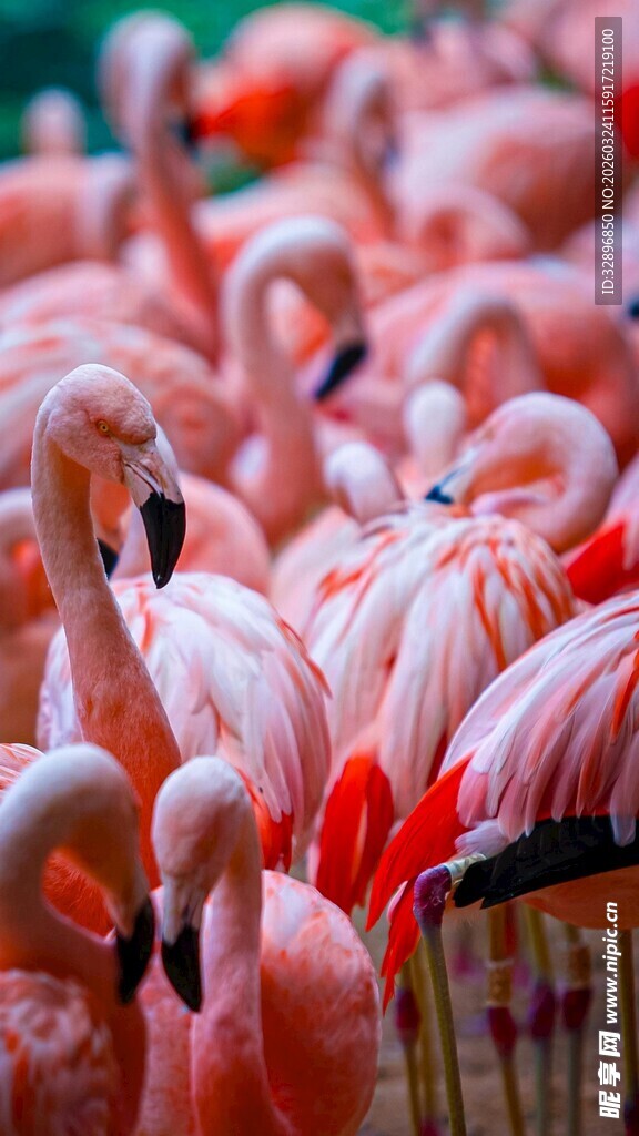 一群火烈鸟聚集的场景