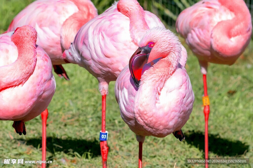 一群火烈鸟站立在草地上