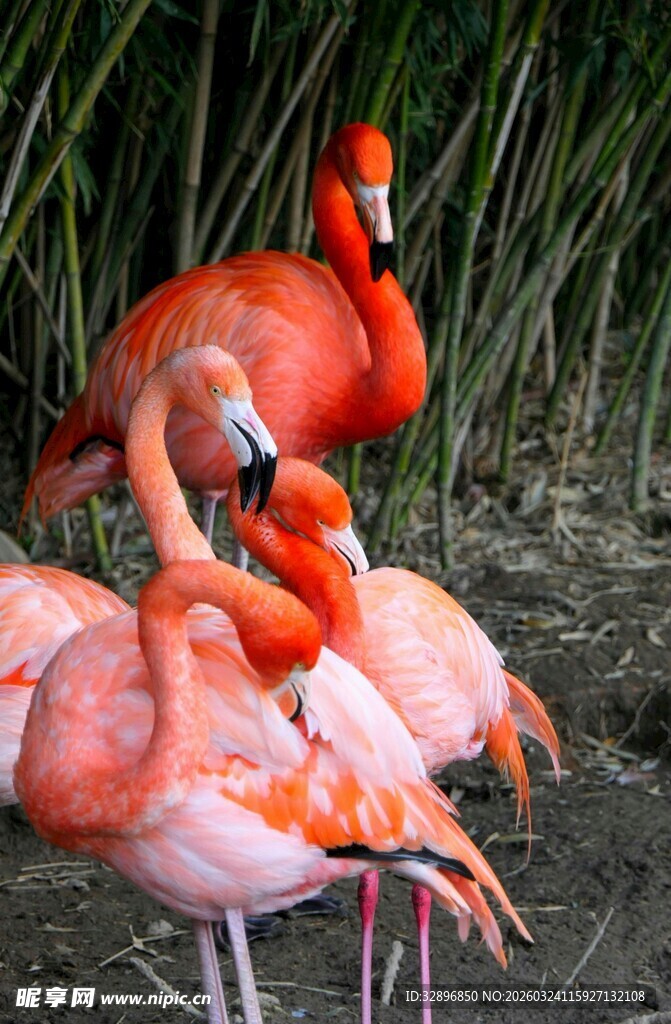 一群火烈鸟休憩场景