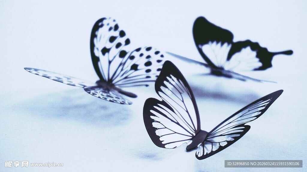 黑白蝴蝶艺术图案