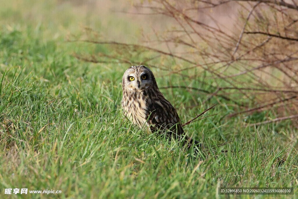 草丛中的猫头鹰