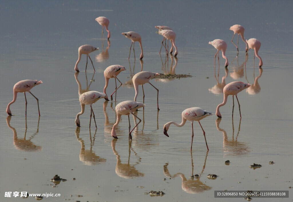 浅滩上的火烈鸟群