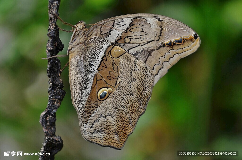 枯叶蝶停驻细枝