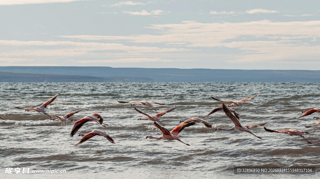 群鸟翱翔于海面之上
