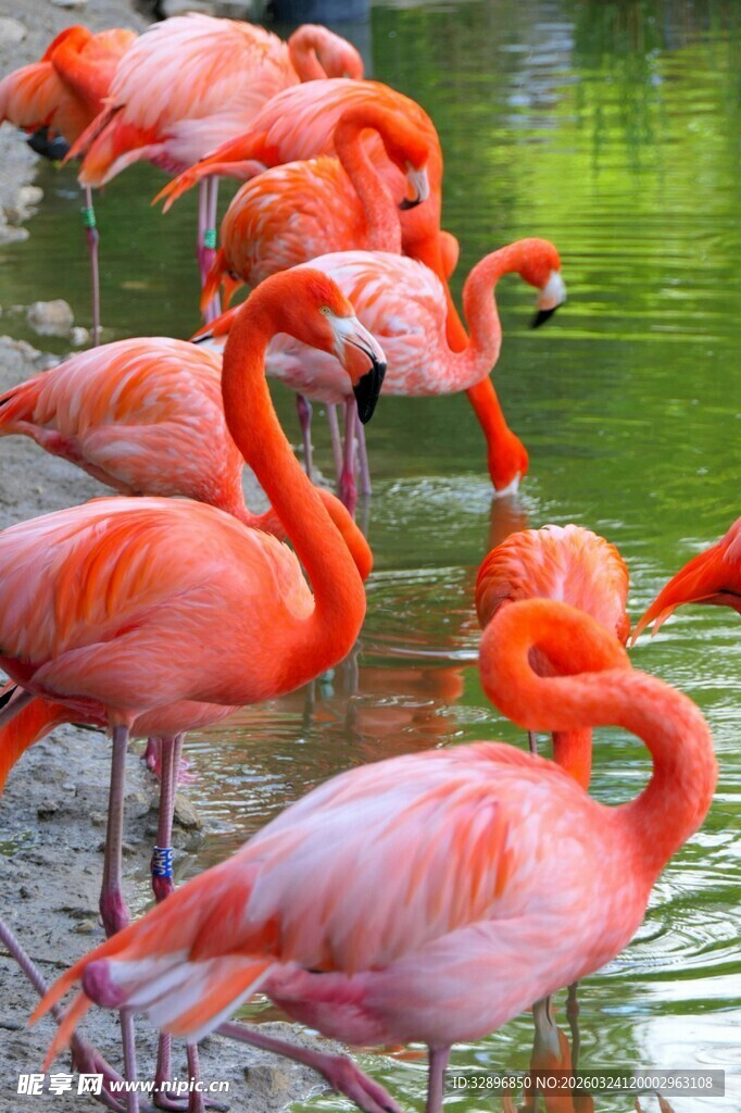 水边的火烈鸟群