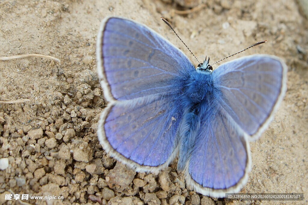蓝色蝴蝶静止于地面