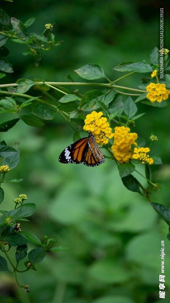 彩蝶停驻于明艳黄花间