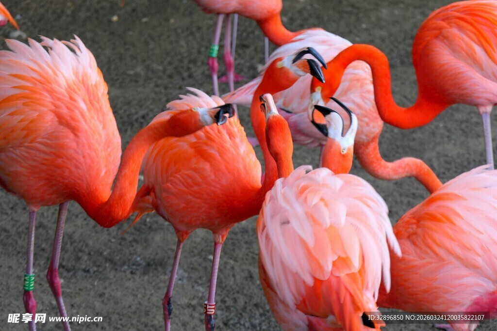 优雅火烈鸟群尽显自然之美