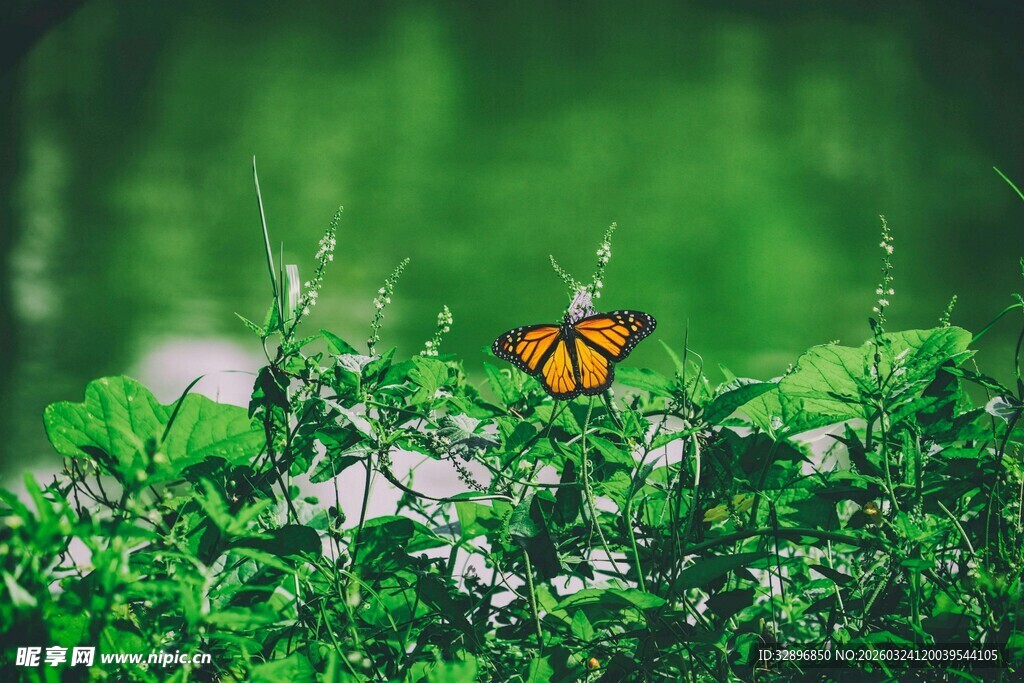绿叶间停歇的斑斓蝴蝶