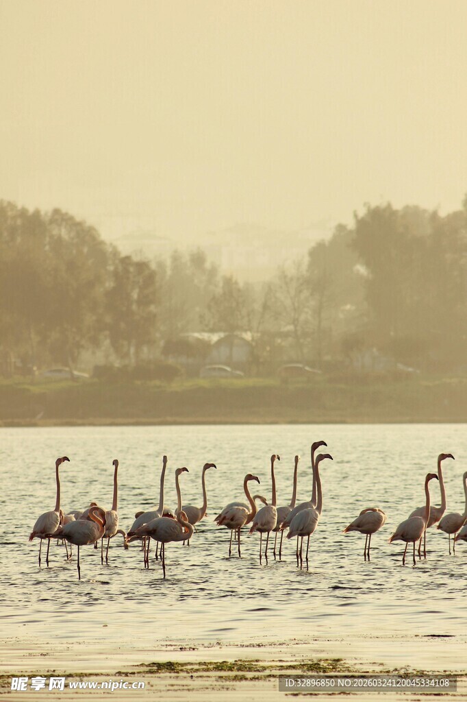 湖畔火烈鸟群优雅漫步