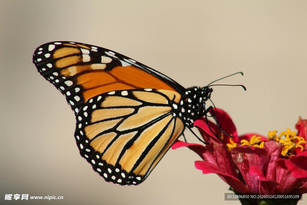 帝王蝶停驻鲜艳花朵上