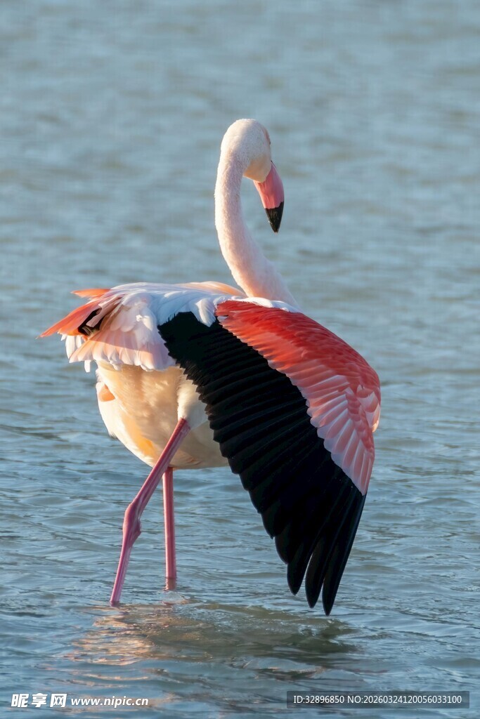 火烈鸟于水中展翅瞬间