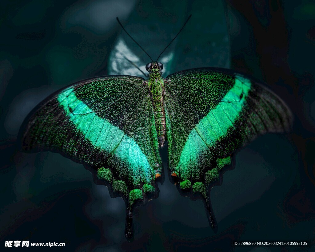 梦幻绿翼蝴蝶特写
