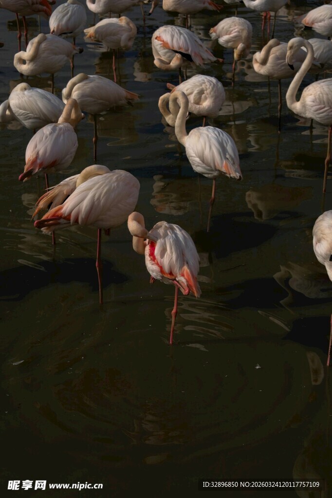 火烈鸟群于水中栖息