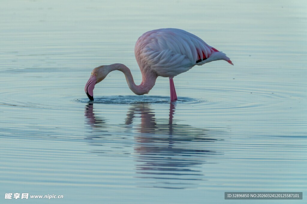 火烈鸟水中优雅觅食身影