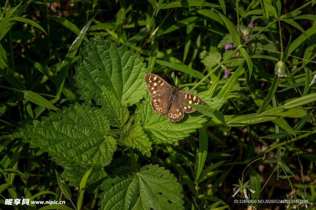 绿叶上的斑斓蝴蝶