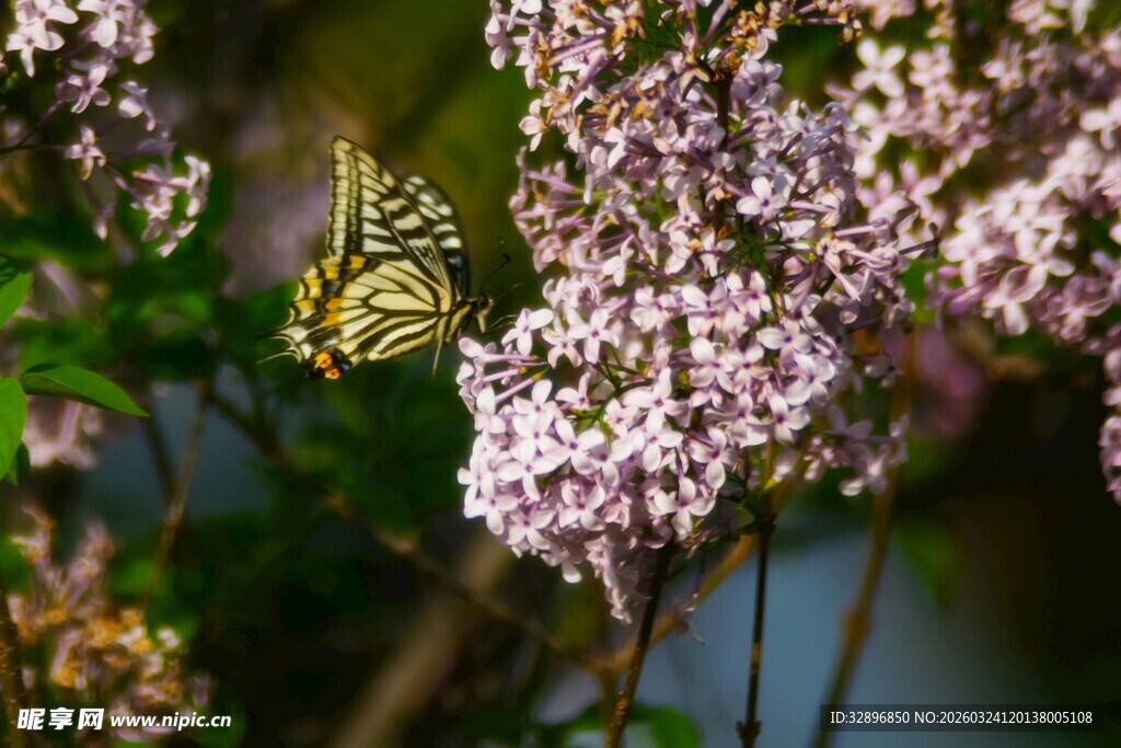 蝴蝶停驻在烂漫紫花上