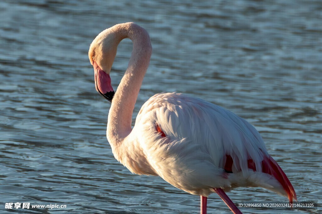 水边优雅的粉色火烈鸟