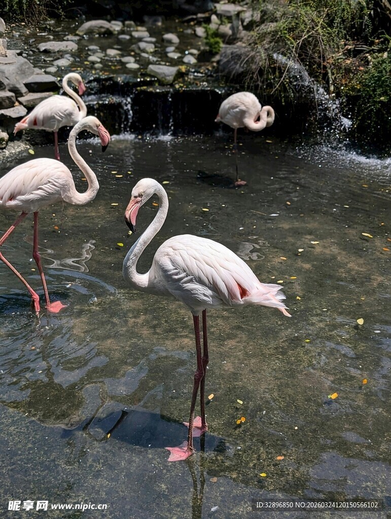 湿地中的优雅火烈鸟