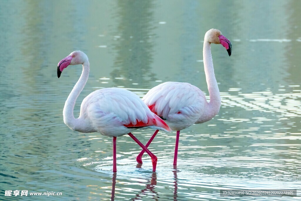 水中双火烈鸟优雅身姿