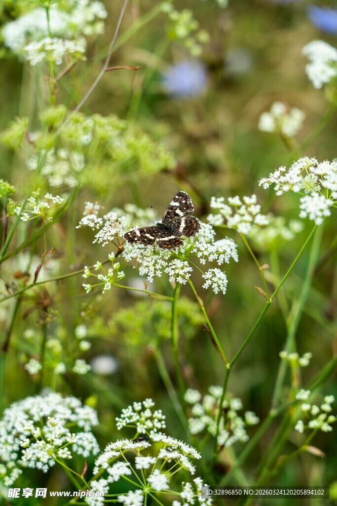 花丛中休憩的蝴蝶