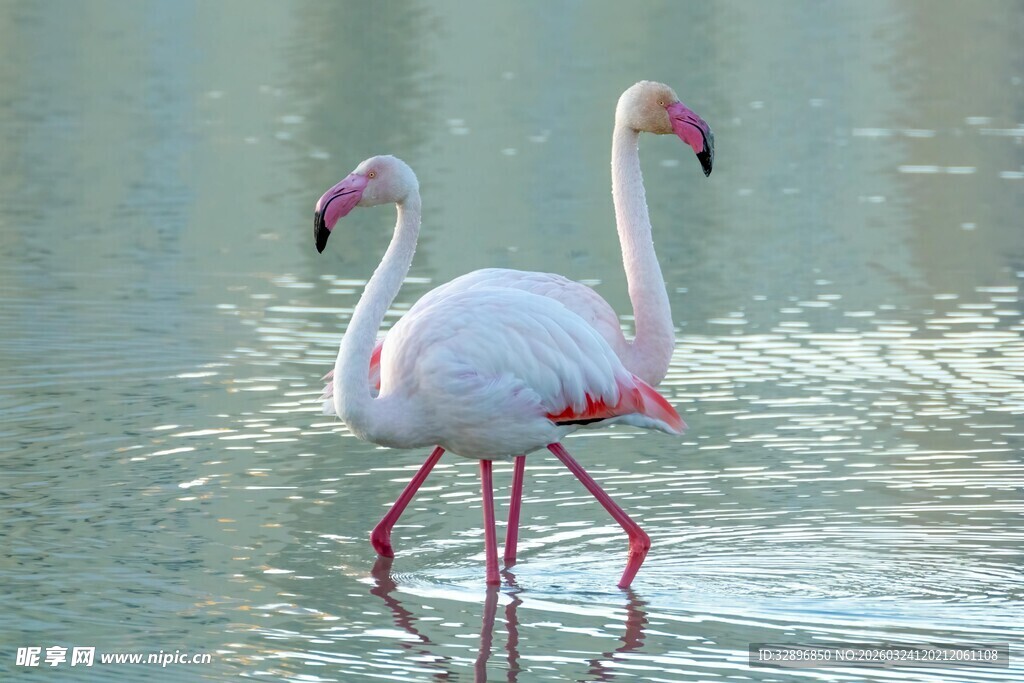水中优雅的火烈鸟